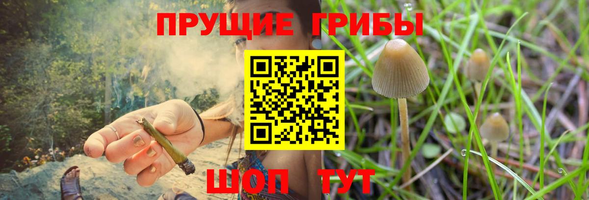 Псилоцибиновые грибы прущие грибы Заволжье